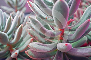 Echeveria leucotricha Chenille Plant. Nature abstract background. Close-up