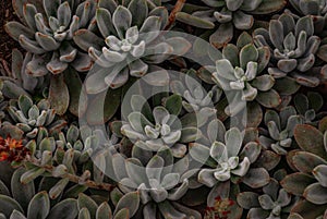 Echeveria leucotricha or chenille succulent plant in the botanical garden