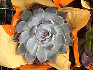 Echeveria lilacina, ghost echeveria, pot plant