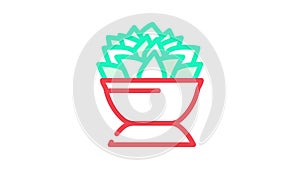 echeveria lola color icon animation