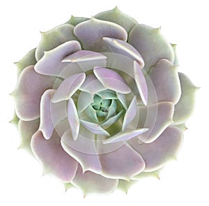 Echeveria Lola Succulent