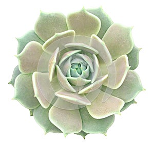 Echeveria Lola Succulent Isolated From Background