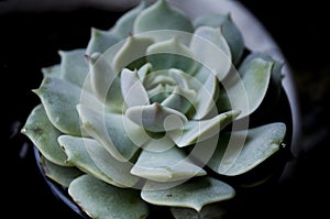 Echeveria Lola Succulent Plant