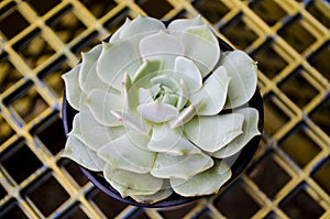 Echeveria Lola Succulent Plant