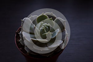 Echeveria Lola succulent plant rosette