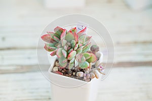 Echeveria luella cristata in white pot