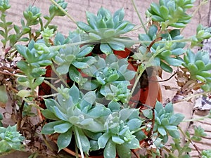 Echeveria mebina
