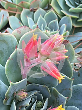 Echeveria in nature photo