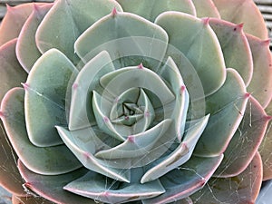 Echeveria Orion Plant Photo