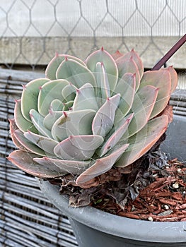 Echeveria Orion Plant Photo