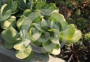 Echeveria Pallida plant 