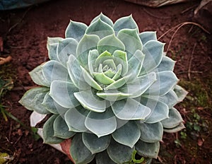 Echeveria peacockii