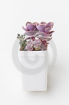 Echeveria Perle von Nurnberg houseplant in white plastic pot on white background. Succulent propagation