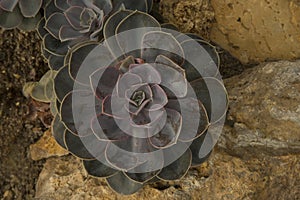 Echeveria `Perle von Nurnberg`, hybrid.