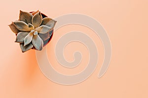 Echeveria plant. Beautiful pattern of green Succulent Echeveria isolated on yellow background. Minimal concept.