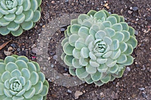 Echeveria, plant, flower, small plant, green, life, geometryï¼ŒEcheveria, Pflanze, Blume, kleine Pflanze, GrÃ¼n, Leben, Geometrie