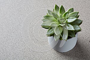 Echeveria plant in a flowerpot on a gray stone background