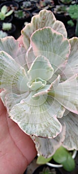 Echeveria, a plant with many types, and this is one of them