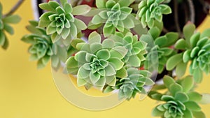 Echeveria plant with small green leaves on yellow background