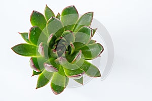 Echeveria plant succulent. Green little flower isolated on white background.