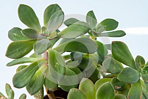 Echeveria plant succulent in pot. Green little flower on white background.