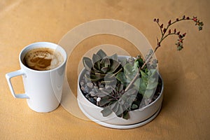 Echeveria plant on the table with coffee