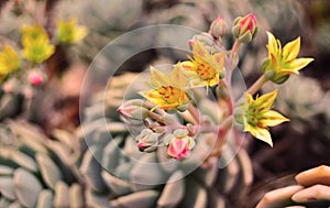 Echeveria plants in bloom