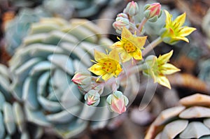 Echeveria plants in bloom