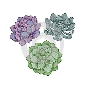 Echeveria plants isolated on white background. Detailed botanical drawing of decorative succulents, hand drawn natural