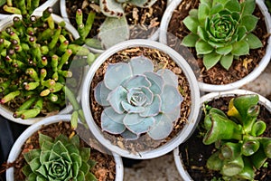 Echeveria plants