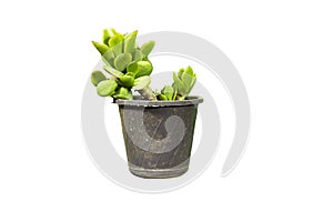 Echeveria pot, Home gardening indoor succulent plant garden isolated on white