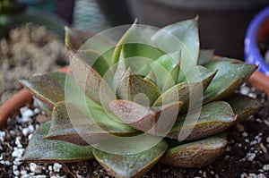 Echeveria Purpusorum Succulent Plant