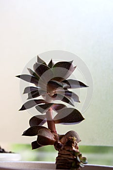Echeveria purpusorum succulent plant silhouette