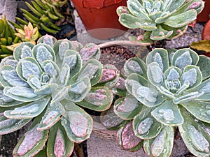 Echeveria Raindrops Succulent Plant