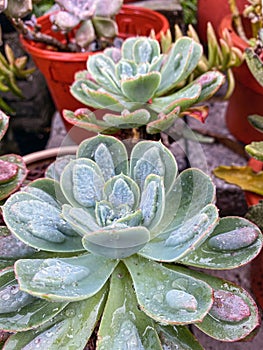 Echeveria Raindrops Succulent Plant