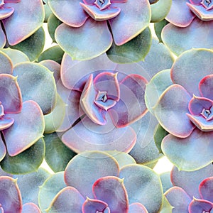 Echeveria rosette Perle Nurnberg from above pattern. plant with pink and blue broad succulent leaves with a waxy bloom