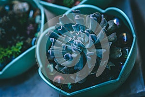 Echeveria runyonii Rose (Crassulaceae) in a pot