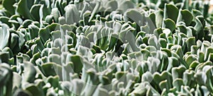 Echeveria runyonii or topsy curvy in botanic garden