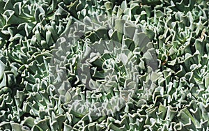 Echeveria runyonii or topsy curvy in botanic garden