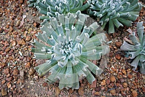 Echeveria runyonii topsy turvy is Arid Plants, Gray-blue rosettes with wavy, curvy leaves.