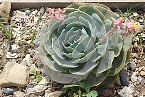 Echeveria Secunda