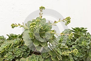 Echeveria Secunda in Bloom