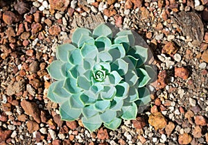 Echeveria secunda plant on red rocks floor