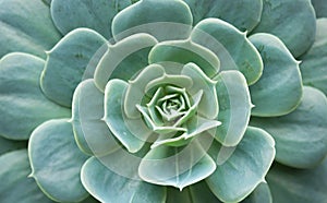 Echeveria secunda species texture and close up view in black and white.