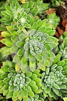 Echeveria Setosa in the garden