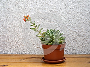 Echeveria setosa, Mexican fire cracker, bloomingsucculent plant