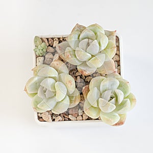 Echeveria snow bunny flowers succulent on white, top view