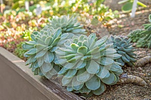 Echeveria in the soil of the greenhouse on a sunny day