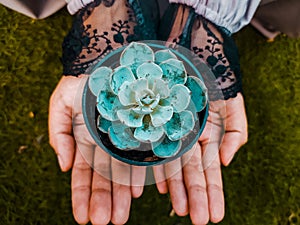 Echeveria Subsessilis