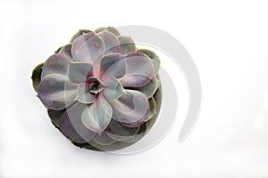 Echeveria Succulent